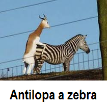 Antilopa a zebra